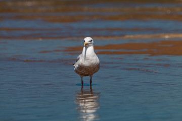 Seagulls walking across the beach and ocean in a coastal town