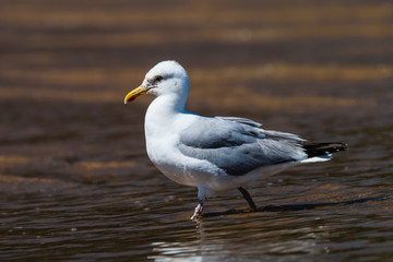 Fototapeta na wymiar Seagulls walking across the beach and ocean in a coastal town