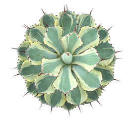 Cactus succulent plant top view isolated on white background, clipping path included