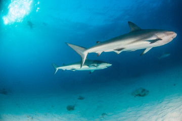 Caribbean reef shark at the Bahamas