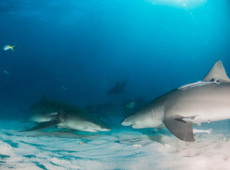 Fototapeta premium Lemon shark at the Bahamas