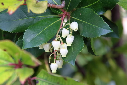 fiore mughetto ,campanella bianca primo piano