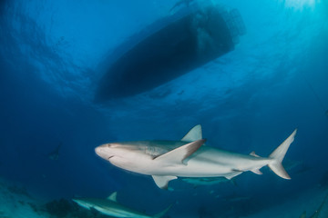 Caribbean reef shark at the Bahamas
