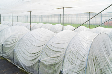 small plastic greenhouse