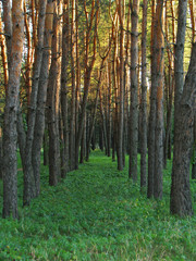 Новая Бавария