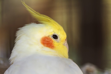 Cockatiel bird closeup view.