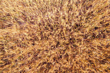Aerial view of wheat fields. Abstract natural background