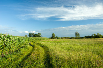 Fototapeta na wymiar Country road, meadow and corn field, white cloud on blue sky