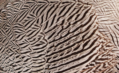 Detailed texture of white and brown feathers.