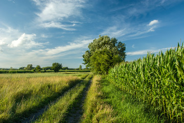 Fototapeta na wymiar Dirt road, tree next to a corn field and blue sky