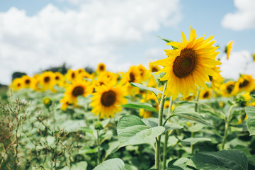 Fototapeta premium Sunflower field landscape outdoor nature sunshine background