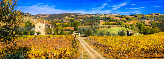 Golden vineyards. Beautiful Tuscany landscape in autumn colors. Italy - obrazy, fototapety, plakaty