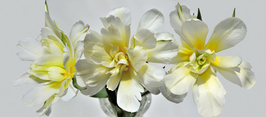 Obraz premium Three beautiful white-yellow tulips isolated, close-up top view