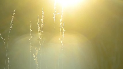 Grass at sunset, relaxation, meditation