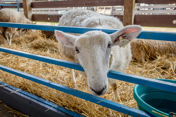 Sheep stick head through pen at the county fair