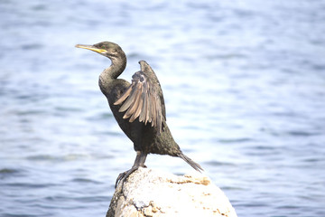 European shag or common shag (Phalacrocorax aristotelis) in Croatia 
