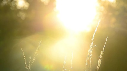 Grass at sunset, evening summer