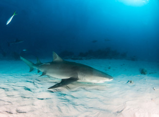 Fototapeta premium Lemon shark at the Bahamas