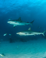 Caribbean reef shark at the Bahamas