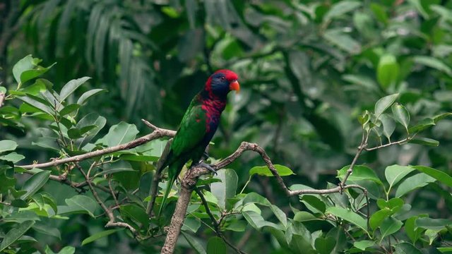 Black-capped lory sits on tree branch against green foliage of tropical plants on background, watches around and twitters. Beautiful bright colored exotic parrot in wild nature. Video with sound.