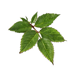 Rose leaf isolated on white background with clipping path