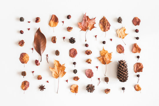 Autumn composition. Pattern made of flowers, dried leaves on white background. Autumn, fall concept. Flat lay, top view