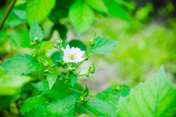 Blooming blackberry plant in the garden. Selective focus.