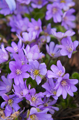 Fototapeta na wymiar Hepatica japonica purple forest spring flowers background