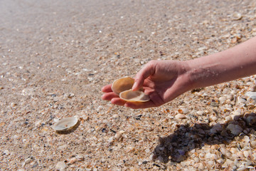 Close up of female hand with big oval shells