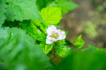 Blooming blackberry plant in the garden. Selective focus.