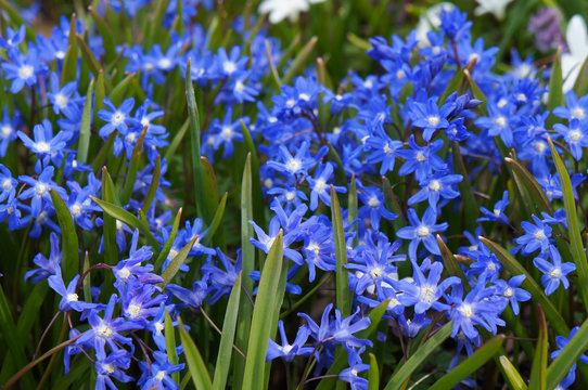Chionodoxa forbesii or forbes' glory-of-the-snow spring blue flowers