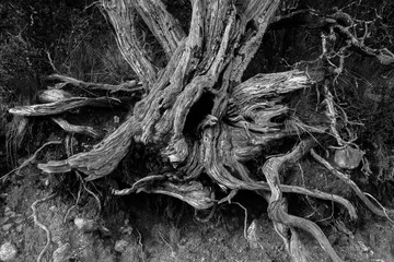 the roots of the old tree