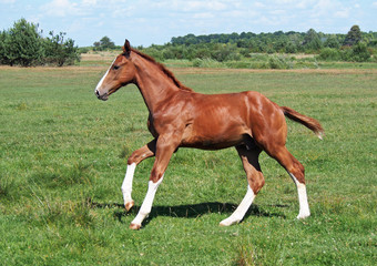 The chestnut foal with white legs actively gallops on a meadow
