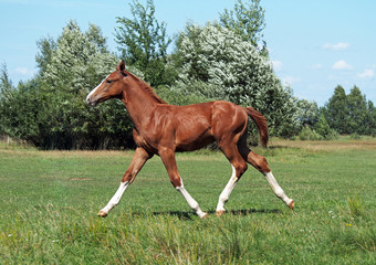 The elegant chestnut foal running a wide trot on a meadow