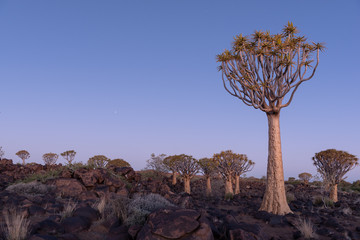 Quiver tree forest during blue hour dusk glow, Keetmanshoop, Namibia