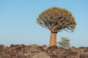 Lone Kokerboom with rocks and grass, blue sky, Southern Africa