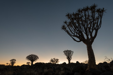 Colorful sunset with silhouette quiver trees, Namibia