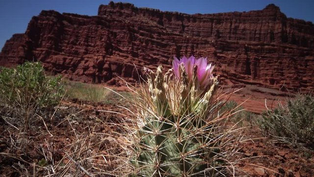 Flowering cactus plants Sclerocactus sp. (parviflorus)  in Canyonlands National Park, Utha