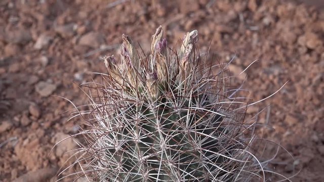 Flowering cactus plants Sclerocactus sp. (parviflorus)  in Canyonlands National Park, Utha