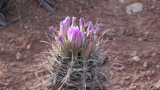 Flowering cactus plants Sclerocactus sp. (parviflorus)  in Canyonlands National Park, Utha