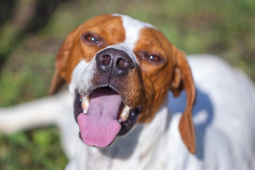 Hunting dog english pointer portrait. Close up. Animal world