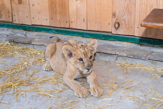 A little cute little tiger playing in the zoo. Childhood predator.