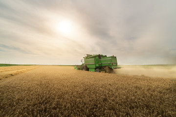 Obraz premium Pouring grain into tractor trailer after harvest
