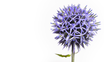 A wonderful globe thistle, a beautiful wild flower turns against a white background like a being from another galaxy, blue and pointed she shows her nature