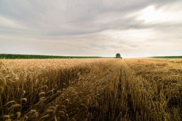 Pouring  grain into tractor trailer after harvest