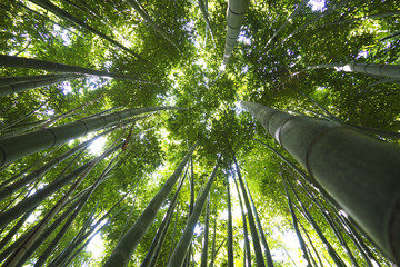 Fototapeta na wymiar Bamboo forest in Thailand in Southeast Asia