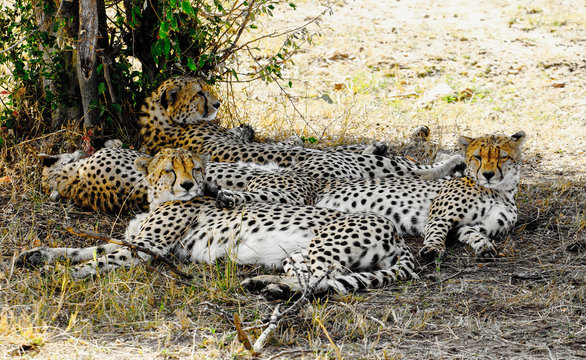 Famiglia di ghepardi in Africa - Tanzania