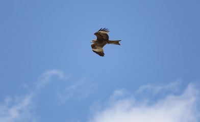 A bird of prey in flight.
