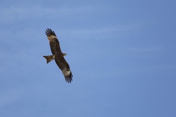 A bird of prey in flight.
