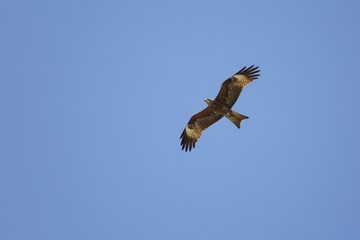 A bird of prey in flight.
